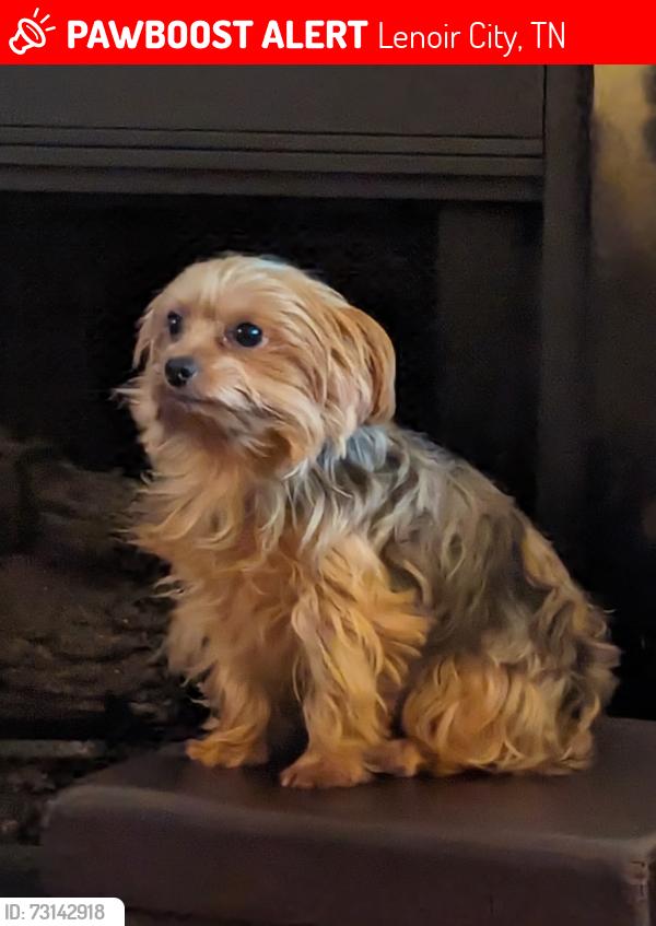 Lost Female Dog last seen Near shaw ferry rd, Lenoir City, TN 37772
