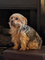 Lost Female Dog last seen Near shaw ferry rd, Lenoir City, TN 37772