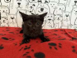Shelter Stray Male Cat last seen , 957 N Gaffey St, San Pedro, CA 90731, USA