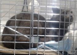 Shelter Stray Male Cat last seen 5OWNSEND X DELANCEY, 1419 Bryant St, San Francisco, CA 94103, USA