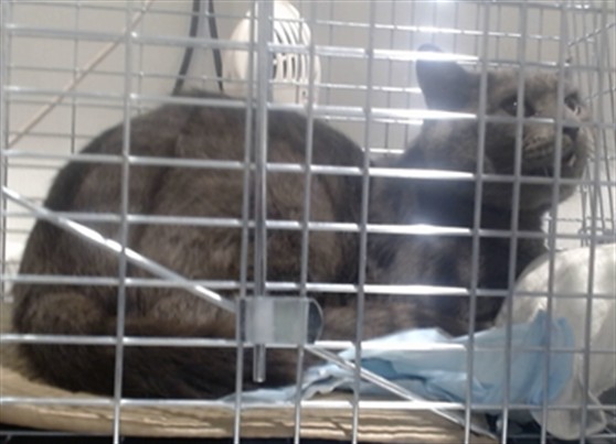 Shelter Stray Male Cat last seen 5OWNSEND X DELANCEY, 1419 Bryant St, San Francisco, CA 94103, USA