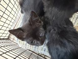 Shelter Stray Unknown Cat last seen , 957 N Gaffey St, San Pedro, CA 90731, USA