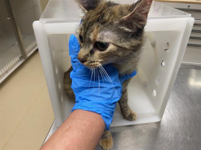 Shelter Stray Female Cat last seen Near BLOCK W GALENA ST, 3839 W Burnham St, West Milwaukee, WI 53215, USA