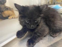 Shelter Stray Male Cat last seen Near BLOCK W GALENA ST, 3839 W Burnham St, West Milwaukee, WI 53215, USA