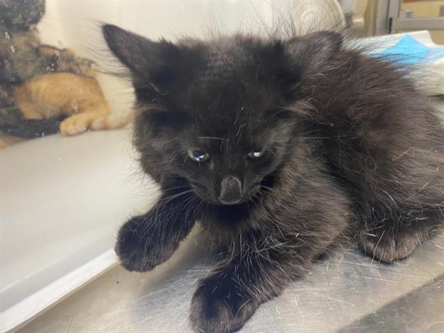 Shelter Stray Male Cat last seen Near BLOCK W GALENA ST, 3839 W Burnham St, West Milwaukee, WI 53215, USA