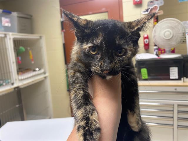 Shelter Stray Female Cat last seen Near BLOCK W GALENA ST, 3839 W Burnham St, West Milwaukee, WI 53215, USA