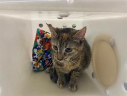 Shelter Stray Female Cat last seen Near BLOCK W GALENA ST, 3839 W Burnham St, West Milwaukee, WI 53215, USA