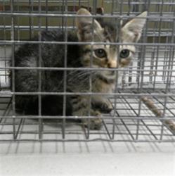 Shelter Stray Unknown Cat last seen JOHN LORD ST/SF, 232 Eslinger Way, Sanford, FL 32773, USA