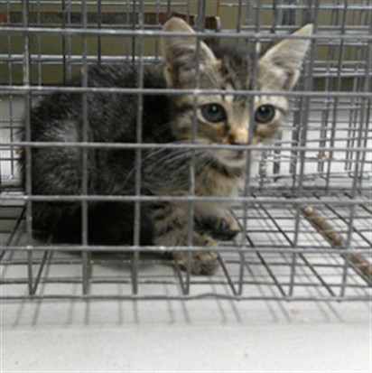 Shelter Stray Unknown Cat last seen JOHN LORD ST/SF, 232 Eslinger Way, Sanford, FL 32773, USA