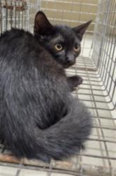 Shelter Stray Unknown Cat last seen , 232 Eslinger Way, Sanford, FL 32773, USA
