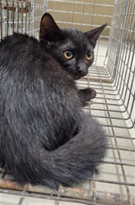 Shelter Stray Unknown Cat last seen , 232 Eslinger Way, Sanford, FL 32773, USA