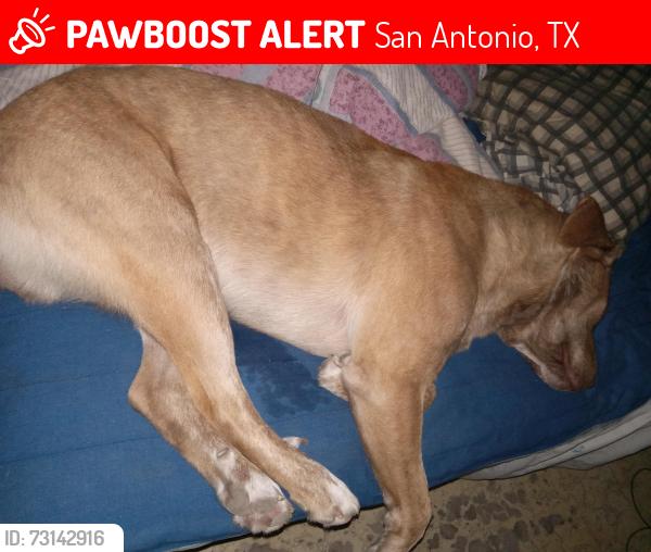 Lost Male Dog last seen 19th and Gaudalupe, San Antonio, TX 78207