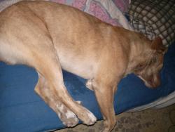 Lost Male Dog last seen 19th and Gaudalupe, San Antonio, TX 78207