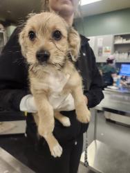 Shelter Stray Male Dog last seen MOUNTAIN VIEW RD/DILLON RD, DESERT HOT SPRINGS 92240, 581 S Grand Ave, San Jacinto, CA 92582, USA
