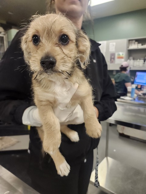 Shelter Stray Male Dog last seen MOUNTAIN VIEW RD/DILLON RD, DESERT HOT SPRINGS 92240, 581 S Grand Ave, San Jacinto, CA 92582, USA