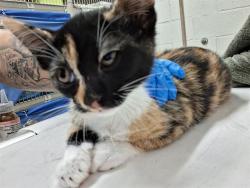 Shelter Stray Female Cat last seen Near BLOCK BEYER, 130 Beyer Way, Chula Vista, CA 91911, USA