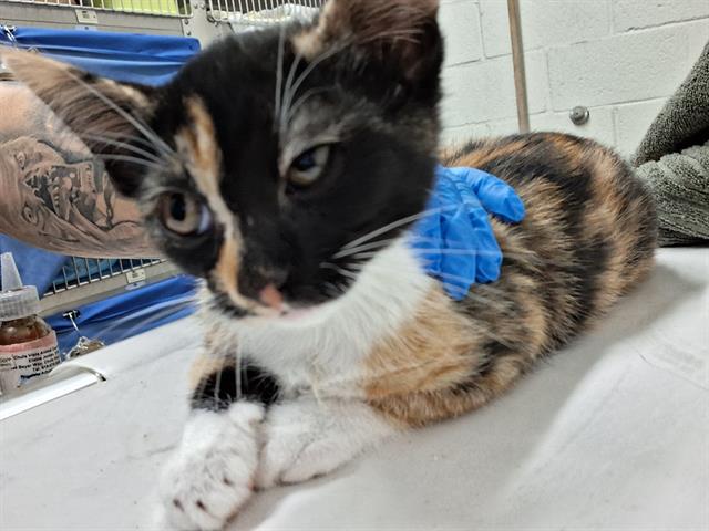 Shelter Stray Female Cat last seen Near BLOCK BEYER, 130 Beyer Way, Chula Vista, CA 91911, USA