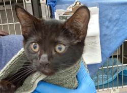Shelter Stray Female Cat last seen Near BLOCK BEYER, 130 Beyer Way, Chula Vista, CA 91911, USA