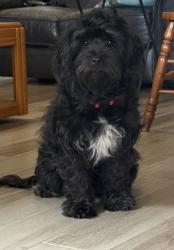 Found/Stray Female Dog last seen Amblewood Dr and Fairpoint Dr, Houston, TX 77099