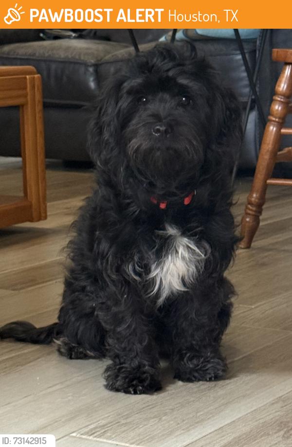 Found/Stray Female Dog last seen Amblewood Dr and Fairpoint Dr, Houston, TX 77099