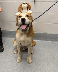Shelter Stray Male Dog last seen Near, 2600 S Harding St, Indianapolis, IN 46221, USA