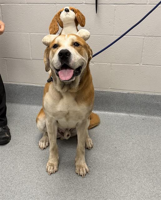 Shelter Stray Male Dog last seen Near, 2600 S Harding St, Indianapolis, IN 46221, USA