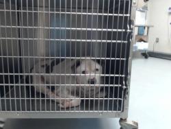 Shelter Stray Male Dog last seen Near CUMBERLAND ST, FAYETTEVILLE NC 28301, 4704 Corporation Dr, Fayetteville, NC 28306, USA