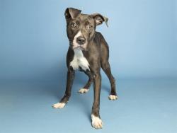 Shelter Stray Female Dog last seen UNKNOWN, 5501 E Van Buren St, Phoenix, AZ 85008, USA