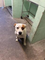 Shelter Stray Male Dog last seen W SILVER EAGLE RD & MOBILE WAY, 2127 Front St, Sacramento, CA 95818, USA