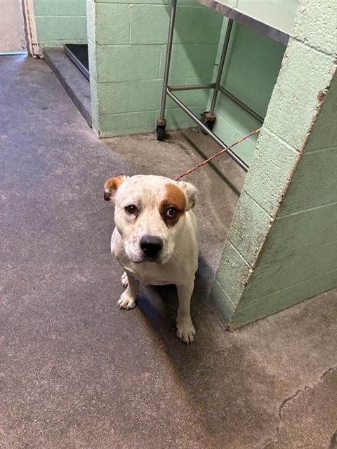 Shelter Stray Male Dog last seen W SILVER EAGLE RD & MOBILE WAY, 2127 Front St, Sacramento, CA 95818, USA