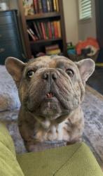 Shelter Stray Male Dog last seen LERNER WAY & CENTER PKWY, 2127 Front St, Sacramento, CA 95818, USA