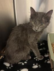 Shelter Stray Male Cat last seen Near BLOCK W BENVIEW AVE, WEST VALLEY CITY UT 84120, 4522 W 3500 S, West Valley City, UT 84120, USA