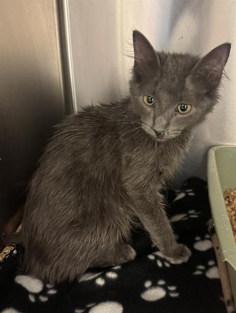 Shelter Stray Male Cat last seen Near BLOCK W BENVIEW AVE, WEST VALLEY CITY UT 84120, 4522 W 3500 S, West Valley City, UT 84120, USA