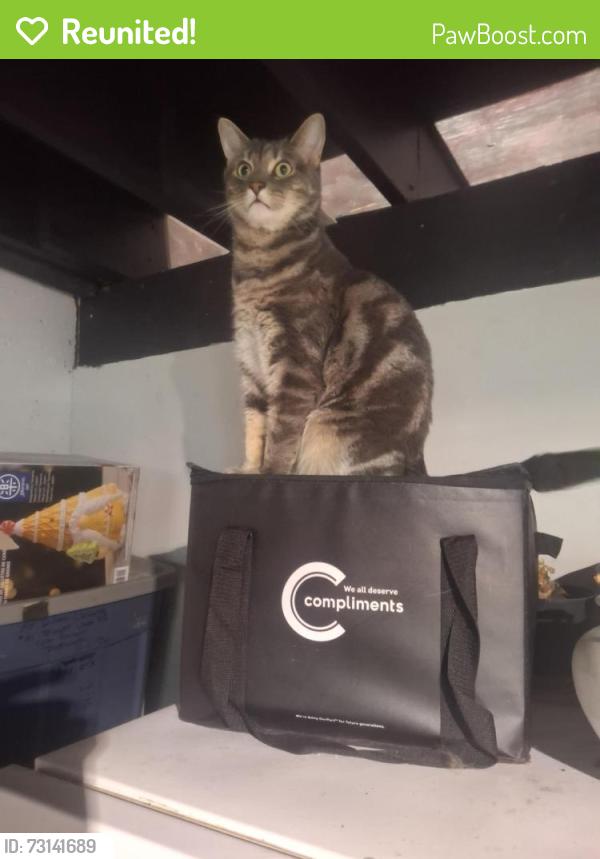Reunited Male Cat last seen Acron street, Halifax, NS 