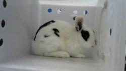 Shelter Stray Male Other last seen Near BLOCK BURGOS AVE NW, 8920 Lomas Blvd NE, Albuquerque, NM 87112, USA