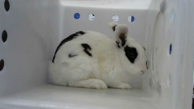Shelter Stray Male Other last seen Near BLOCK BURGOS AVE NW, 8920 Lomas Blvd NE, Albuquerque, NM 87112, USA
