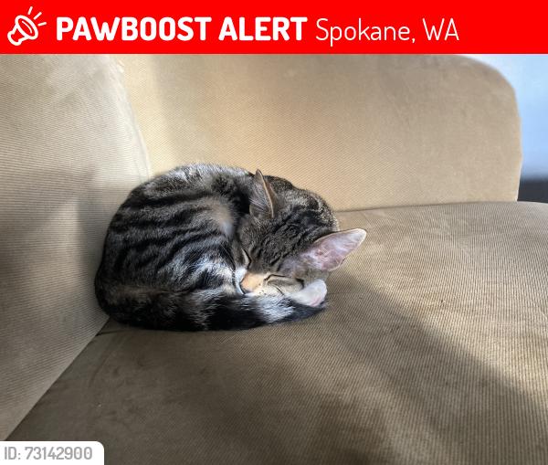 Lost Male Cat last seen 44th, Spokane, WA 99203