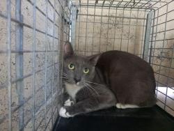 Shelter Stray Male Cat last seen Near BLOCK NW 59 WY, SUNRISE FL 33313, 2400 SW 42nd St, Fort Lauderdale, FL 33312, USA