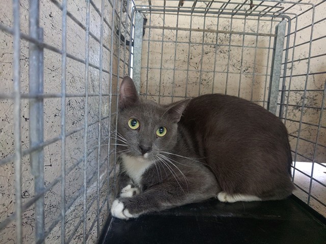 Shelter Stray Male Cat last seen Near BLOCK NW 59 WY, SUNRISE FL 33313, 2400 SW 42nd St, Fort Lauderdale, FL 33312, USA