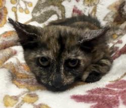 Shelter Stray Female Cat last seen , 3201 Lacy St, Los Angeles, CA 90031, USA