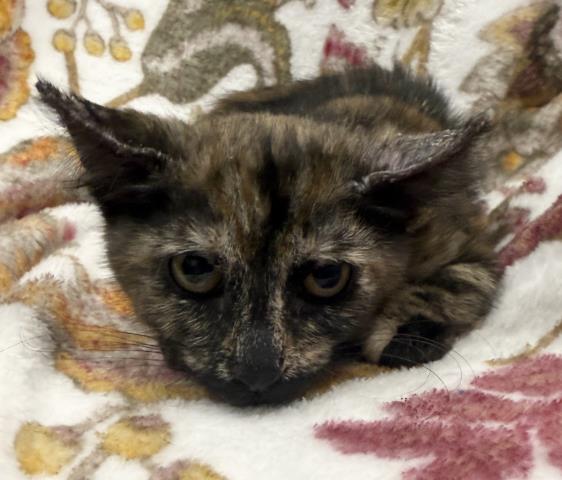 Shelter Stray Female Cat last seen , 3201 Lacy St, Los Angeles, CA 90031, USA