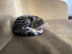 Lost Male Cat last seen 44th, Spokane, WA 99203