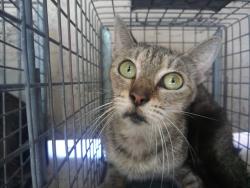 Shelter Stray Unknown Cat last seen Near BLOCK NW 59 WY, SUNRISE FL 33313, 2400 SW 42nd St, Fort Lauderdale, FL 33312, USA