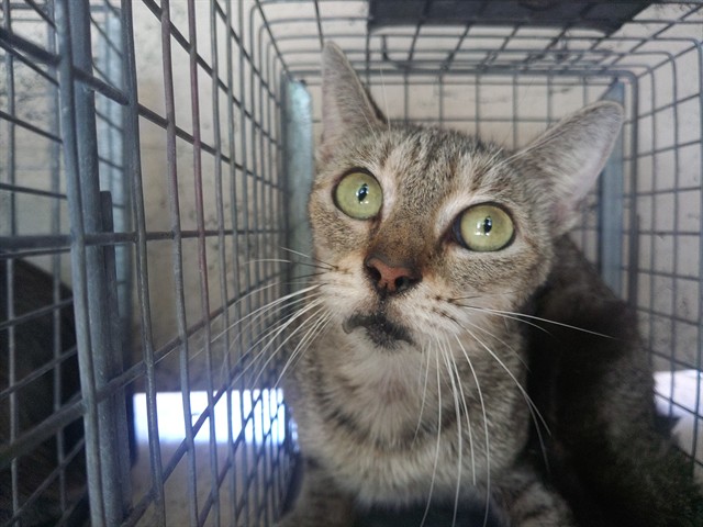 Shelter Stray Unknown Cat last seen Near BLOCK NW 59 WY, SUNRISE FL 33313, 2400 SW 42nd St, Fort Lauderdale, FL 33312, USA