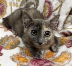 Shelter Stray Female Cat last seen , 3201 Lacy St, Los Angeles, CA 90031, USA