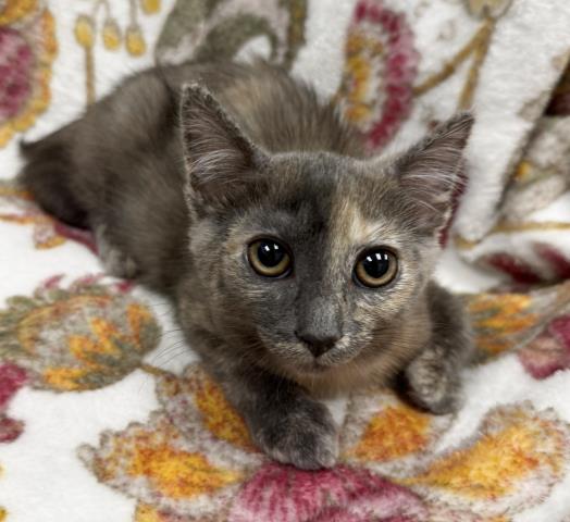 Shelter Stray Female Cat last seen , 3201 Lacy St, Los Angeles, CA 90031, USA