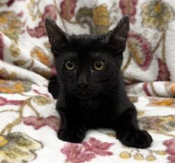 Shelter Stray Male Cat last seen , 3201 Lacy St, Los Angeles, CA 90031, USA