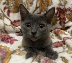 Shelter Stray Female Cat last seen , 3201 Lacy St, Los Angeles, CA 90031, USA