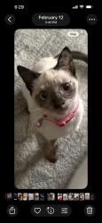 Reunited Female Cat last seen Near 140th Ave, San Leandro, CA 94578, USA, San Leandro, CA 94578