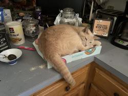 Lost Male Cat last seen Sanderson and Oak, Crescent, OK 73028